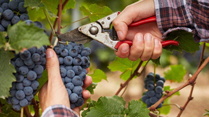 photo of farmer harvesting grapes