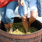 Four Sisters Winery - Grape Stomping