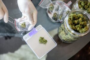 Marijuana buds being handled by a latex-gloved hand and being weighed on an electronic scale.