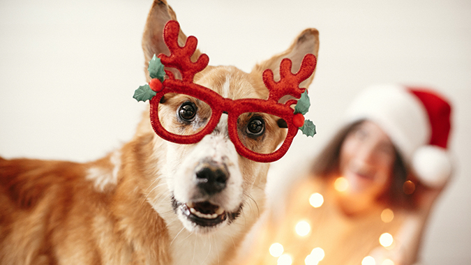 Survey: 81% of Pet Owners Buy Christmas Gifts for Dogs, Cats and